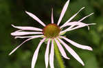 Wavyleaf purple coneflower